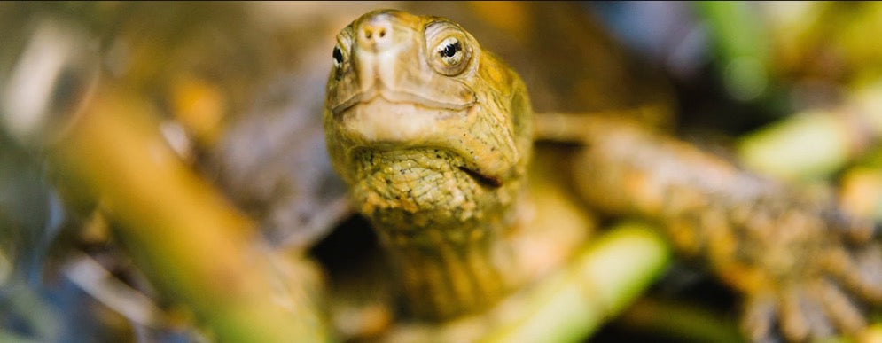 How Natura's Ekos Andiroba Bath & Body Products Help Turtles in the Amazon