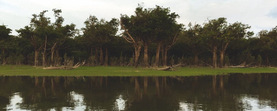 Amazonia Programme: Understand How Natura Supports a Living Forest Economy