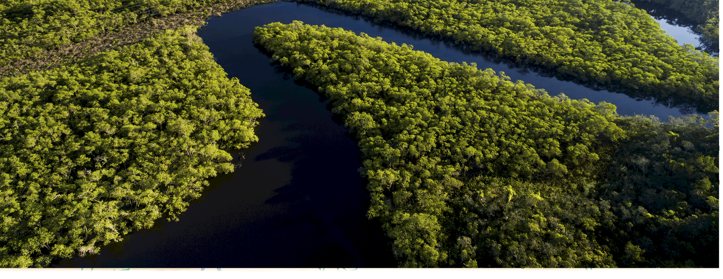 Why the Amazon Matters