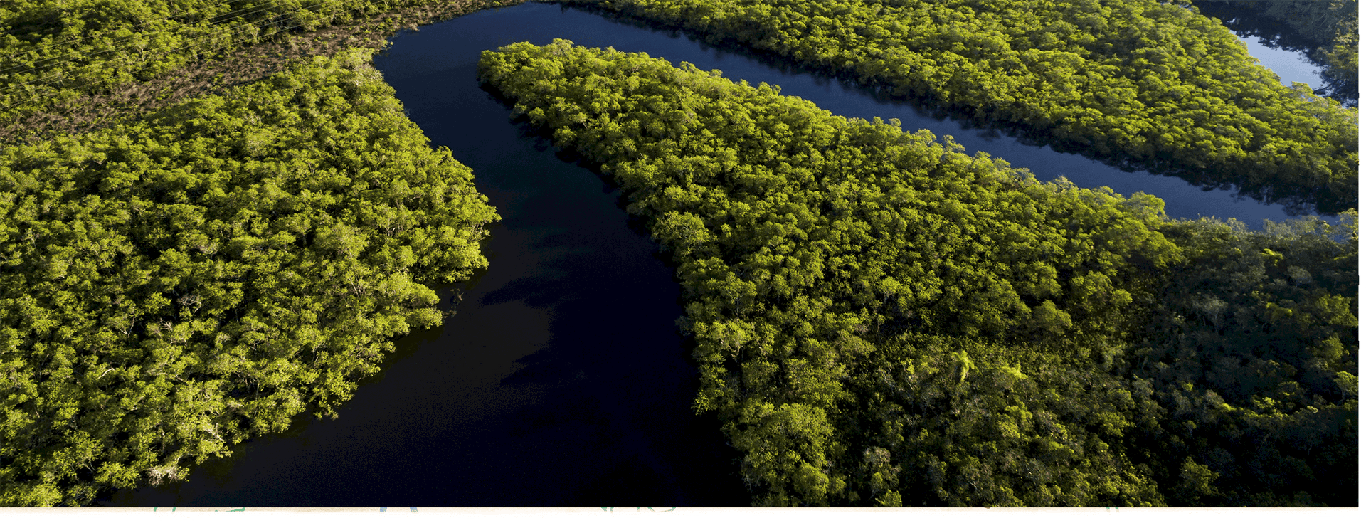 Why the Amazon Matters
