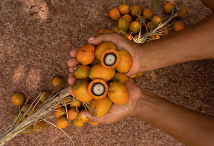 AMAZON FOREST REGENERATIONphoto