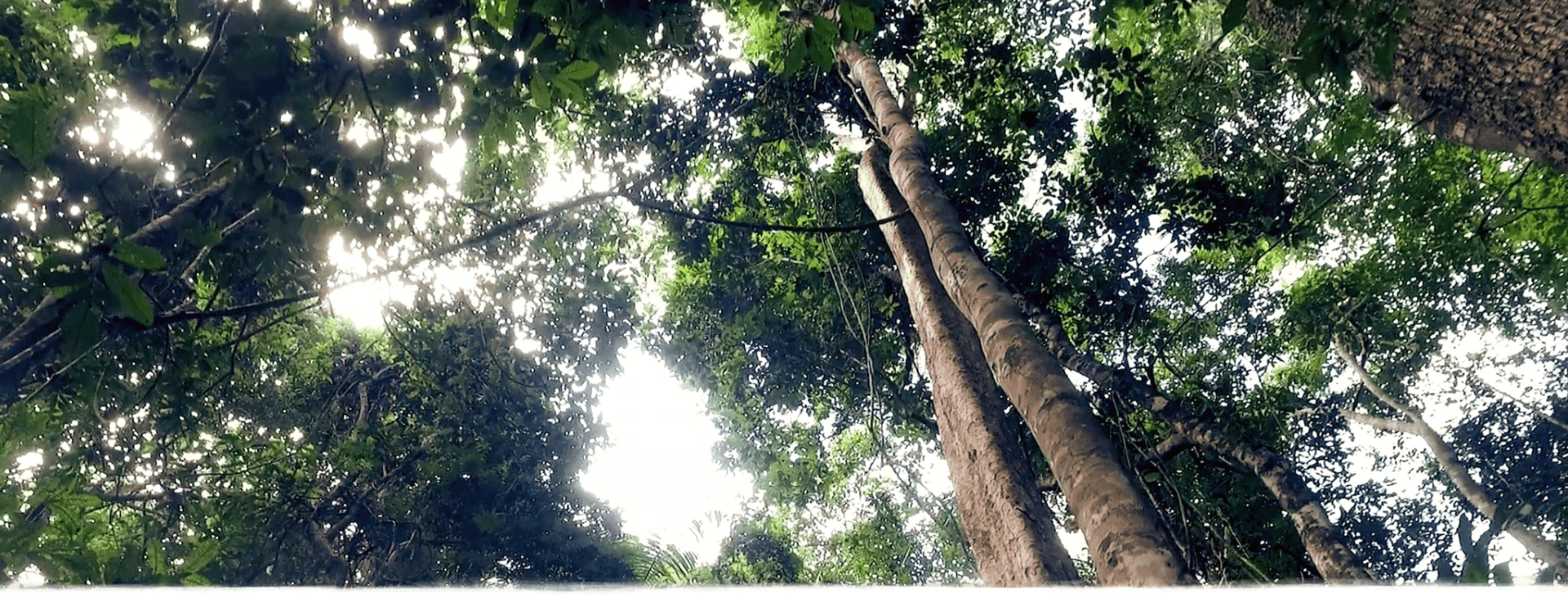 The Standing Forest