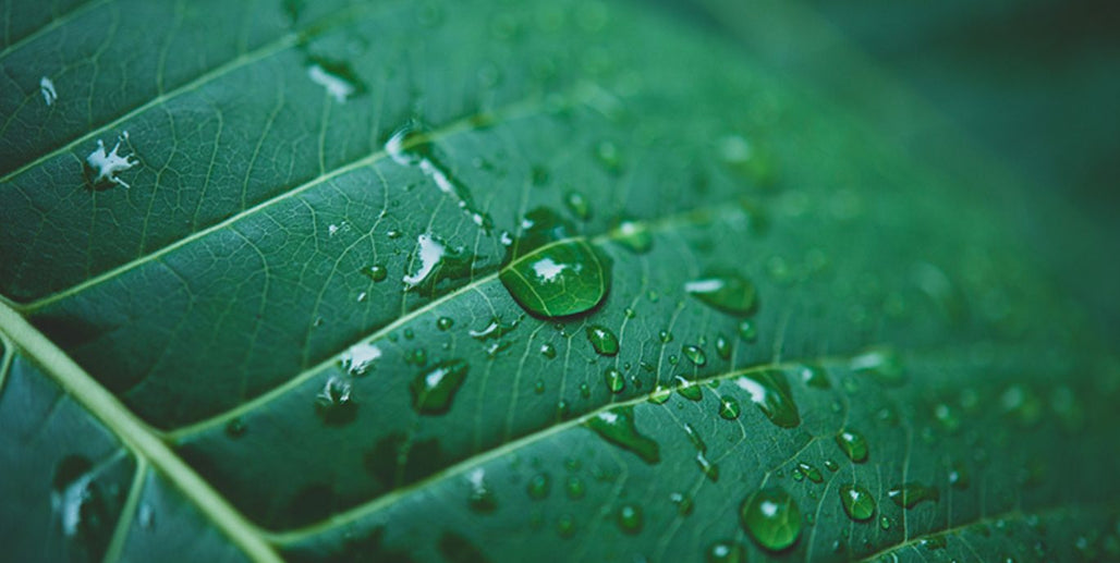 BCORP: Certification Proves That Natura Generates Positive Impact