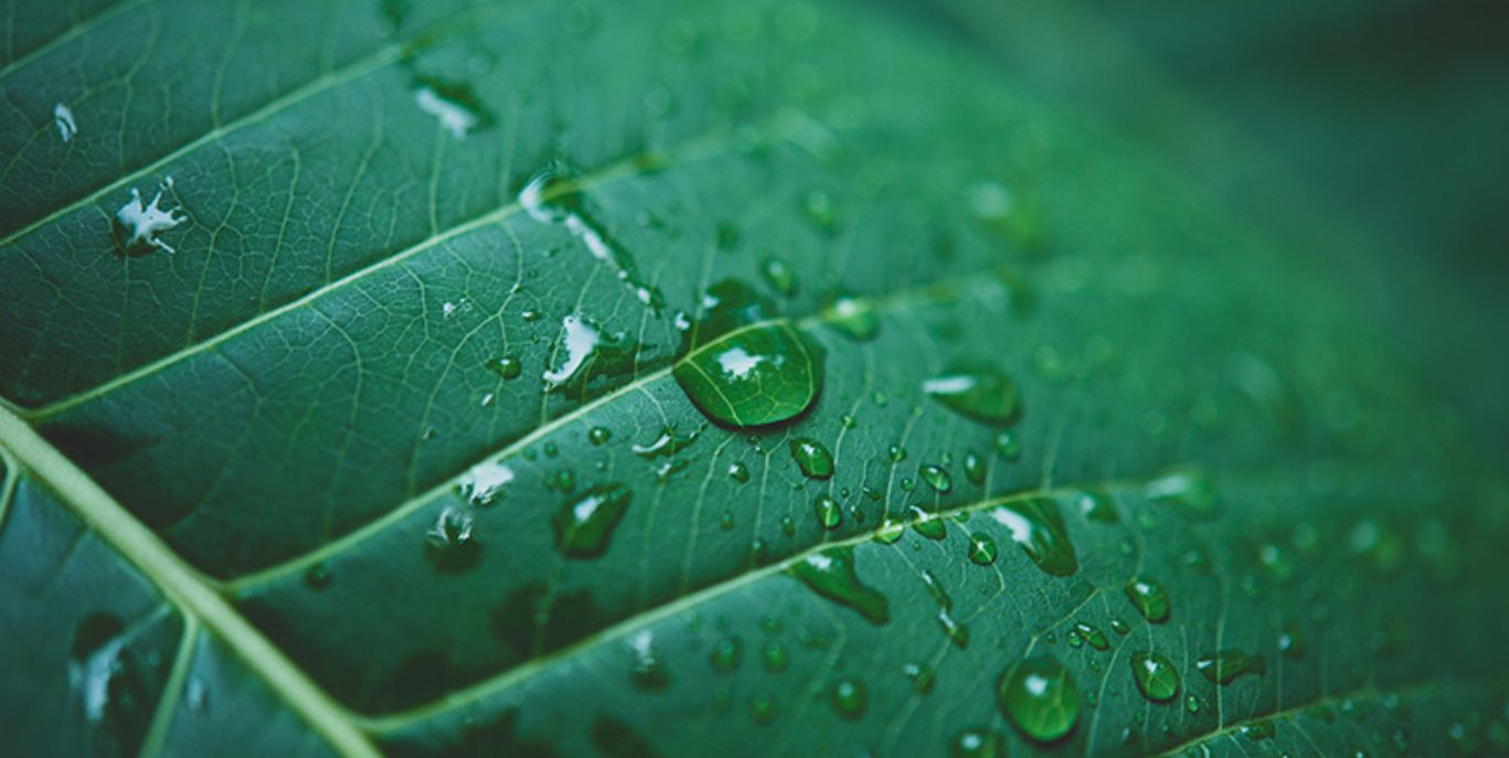 BCORP: Certification Proves That Natura Generates Positive Impact