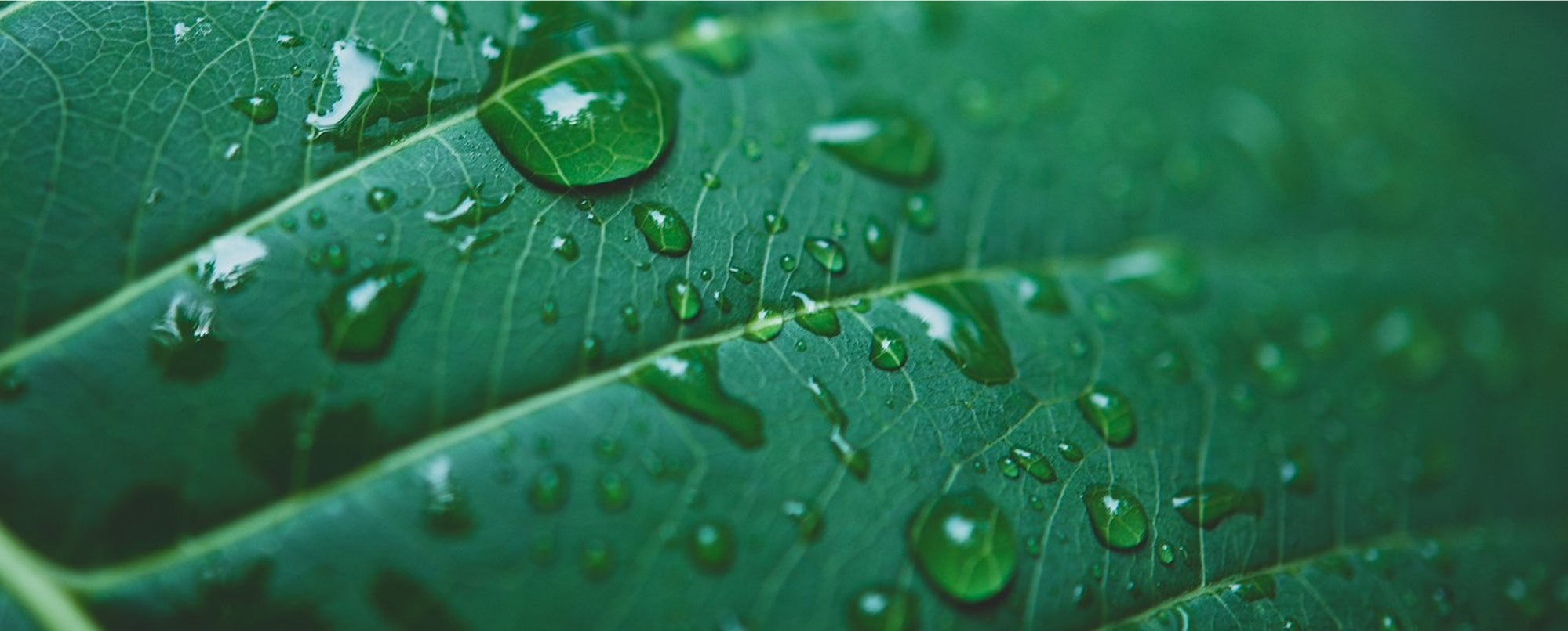 natura bcorp foliage with rain drops