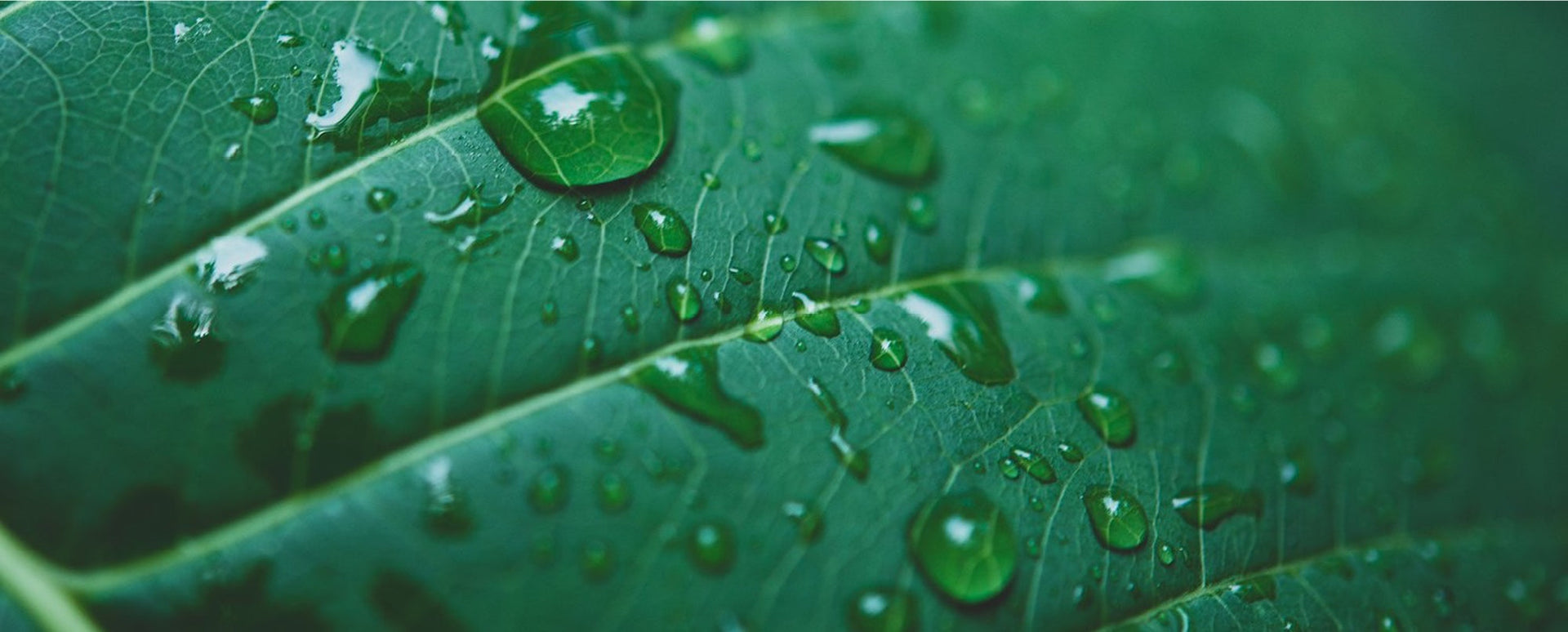 natura bcorp foliage with rain drops